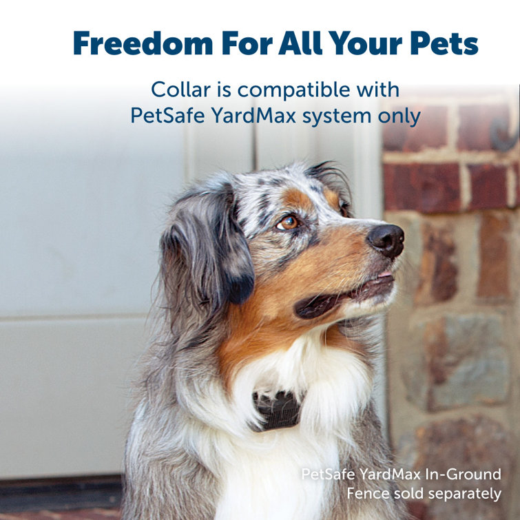 Petsafe electronic dog outlet collars